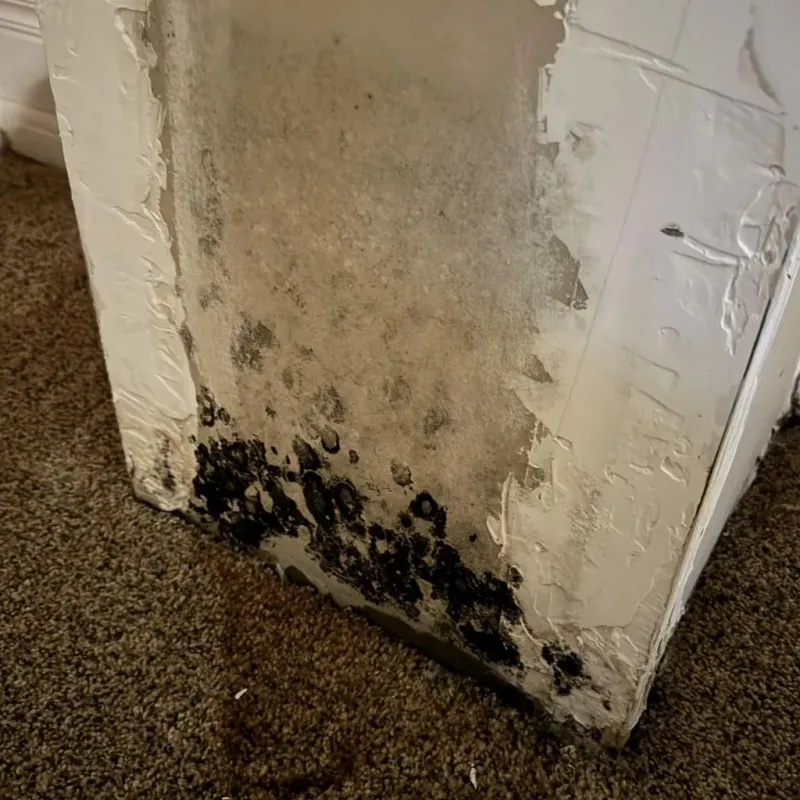 Professional Mold Removal in Perkins, OK